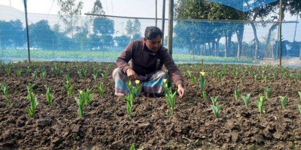 দিনাজপুরে প্রথমবারের মতো চাষ হচ্ছে টিউলিপ